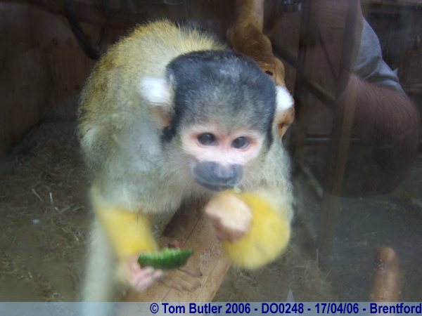 Photo ID: do0248, Columbian spider monkey, Brentford, London