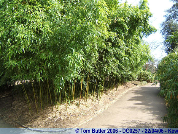 Photo ID: do0257, The bamboo gardens, Kew, London