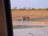 Photo ID: 000188, Wilderbeat and Spinkbok at Etosha (40Kb)