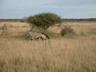 Photo ID: 000196, An Oryx on the move (45Kb)