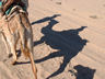 Photo ID: 000205, Camel Riding in the desert (39Kb)