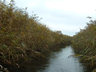 Photo ID: 000276, Floating down a dyke in the Broads (43Kb)