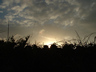 Photo ID: 000438, Sun setting behind the hedgerows (66Kb)