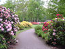 Photo ID: 000639, The Rhododendron Park (60Kb)