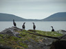 Photo ID: 000742, Four Shags on a rock (48Kb)