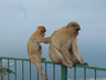 Photo ID: 000757, If I scratch your back (61Kb)