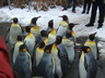 Photo ID: 000856, The penguins go for a walk (65Kb)