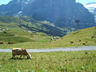 Photo ID: 002082, A typical Swiss scene! (88Kb)