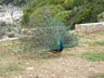 Photo ID: 002785, A peacock (97Kb)