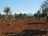 Photo ID: 003451, An olive grove above the Alhambra (89Kb)