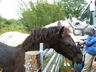 Photo ID: 003889, A Connemara Horse (90Kb)