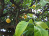 Photo ID: 004462, Oranges and Lemons (75Kb)