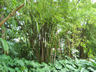 Photo ID: 004466, In the Bamboo Gardens (108Kb)