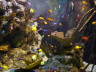 Photo ID: 004564, The aquarium (146Kb)