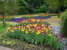 Photo ID: 004697, Tulips in the Nordpark (120Kb)