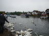 Photo ID: 004732, Feeding the Swans (113Kb)