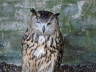 Photo ID: 005076, An owl (55Kb)