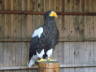 Photo ID: 005089, Steller's Sea Eagle (41Kb)