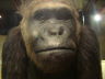 Photo ID: 005718, Alfred the Gorilla (70Kb)