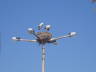 Photo ID: 006832, Storks on a lamppost (34Kb)