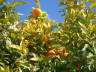 Photo ID: 006835, Orange trees (146Kb)