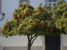 Photo ID: 006849, Orange trees (125Kb)