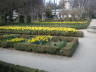 Photo ID: 007089, Daffodils in bloom (129Kb)