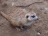 Photo ID: 007387, Compare the Meerkats (122Kb)