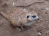 Photo ID: 007387, Compare the Meerkats (122Kb)