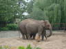 Photo ID: 007391, Two elephants (109Kb)