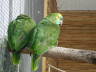 Photo ID: 007736, Two parrots looking ready for bed (107Kb)