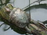 Photo ID: 007738, A terrapin in the greenhouses (93Kb)