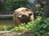 Photo ID: 007804, Berlin Bear (122Kb)