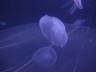 Photo ID: 007902, Moon Jellyfish (45Kb)