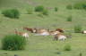 Photo ID: 009284, Antelope (146Kb)