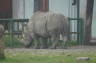 Photo ID: 009292, Bored Rhino (91Kb)