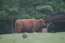 Photo ID: 009294, Highland Cattle as zoo animals (97Kb)