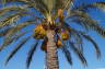 Photo ID: 010711, A date palm ready to fruit (223Kb)