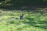 Photo ID: 011825, A bunny in Whin Park (199Kb)