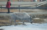 Photo ID: 011974, A grazing reindeer by my room (83Kb)