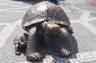 Photo ID: 012525, Turtles (157Kb)
