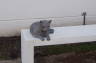Photo ID: 014448, Concrete Cats (83Kb)