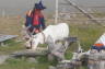 Photo ID: 015482, A herdsman and his Reindeer (124Kb)