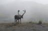 Photo ID: 015486, Reindeer in the mist (75Kb)