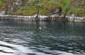 Photo ID: 015547, Kayaking in the Trollfjord (182Kb)
