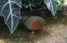 Photo ID: 015781, Bird inside the glasshouse (143Kb)