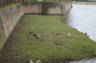 Photo ID: 016922, Goats doing the mowing (149Kb)