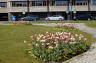 Photo ID: 017304, Tulips in Gelderland (202Kb)
