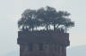Photo ID: 017854, Yes, Trees on tower roof (61Kb)