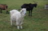 Photo ID: 018119, I shall call this goat Boris (145Kb)